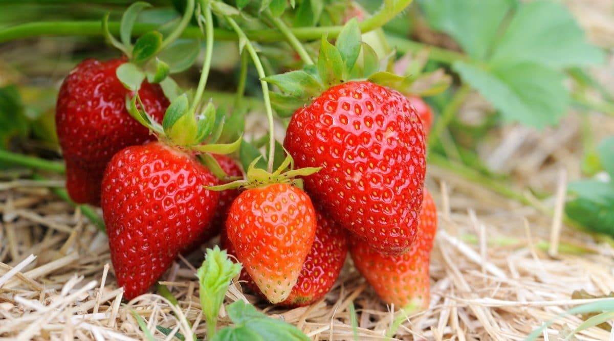 کود 12 12 36 برای توت فرنگی