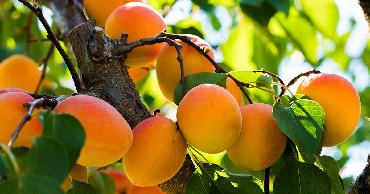 کود 12 12 36 برای درخت زردآلو