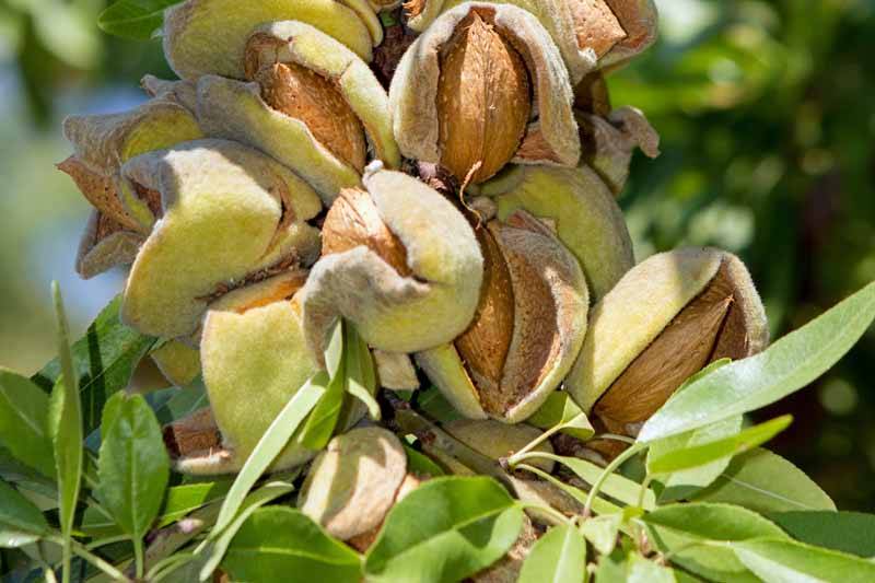 کود 12 12 36 برای درخت بادام