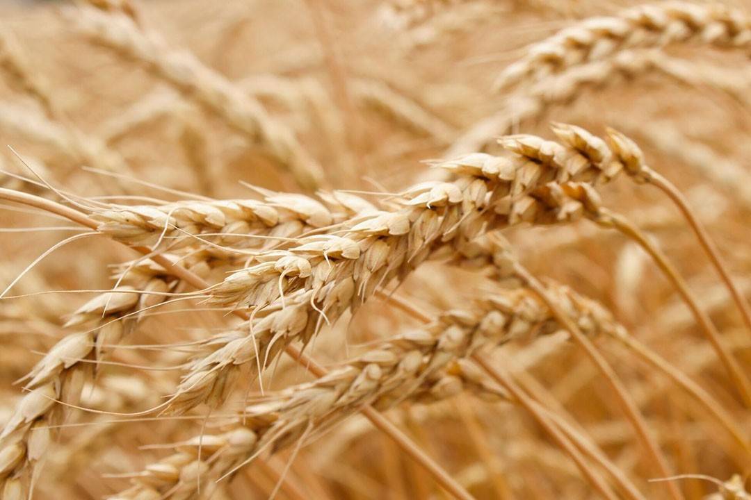 استفاده از کود فسفر بالا برای گندم در مرحله پنجه آب