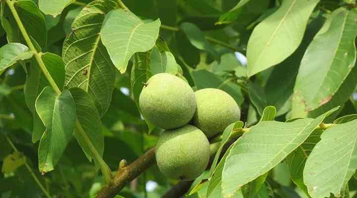 کود 12 12 36 برای درخت گردو