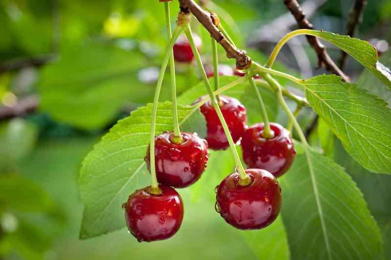 کود k60 برای درخت آلبالو