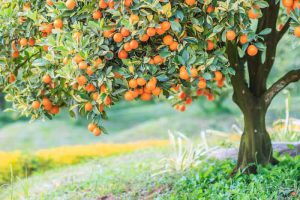 کود 36 12 12 برای درخت پرتقال