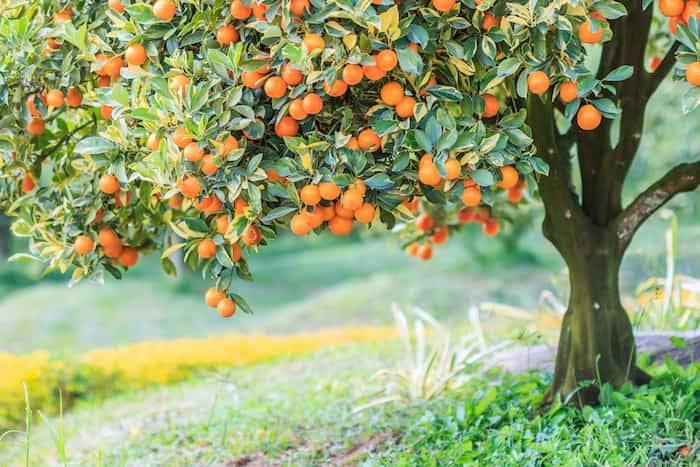 کود 36 12 12 برای درخت پرتقال