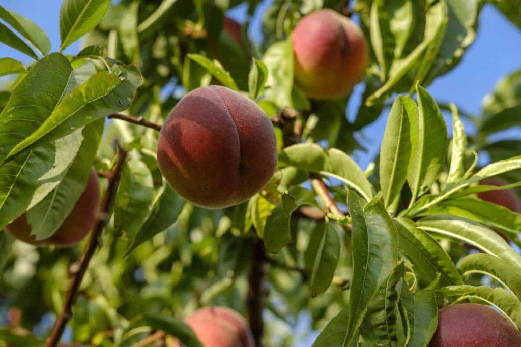 کمبودهای درخت هلو