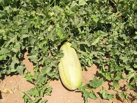 کود 36 12 12 برای خربزه