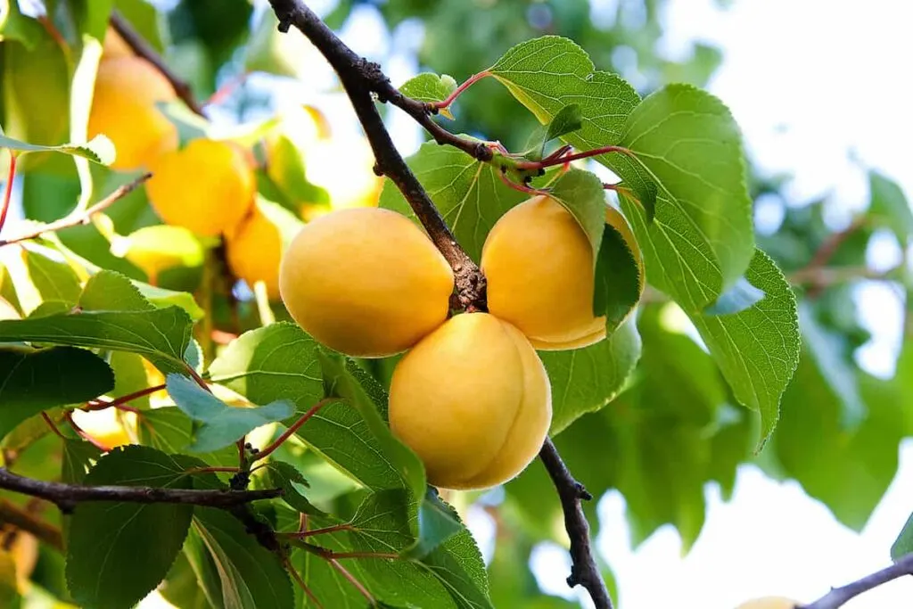 کود 12 12 36 برای درخت زردآلو