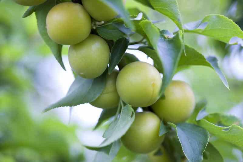 کود k60 برای درخت گوجه سبز