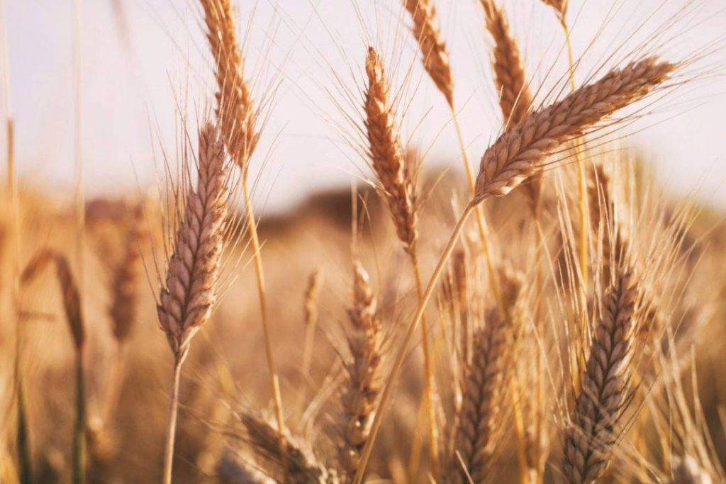 استفاده از کود k60 برای گندم