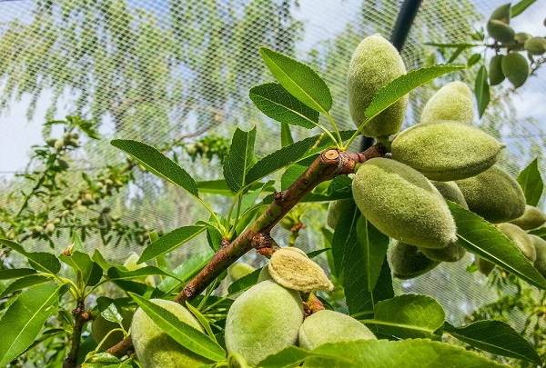 کود k60 برای درخت چاقاله بادام