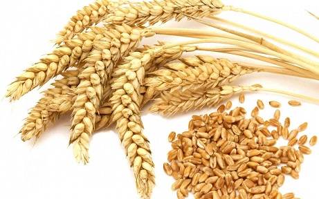 مراحل مهم آبیاری در زراعت گندم