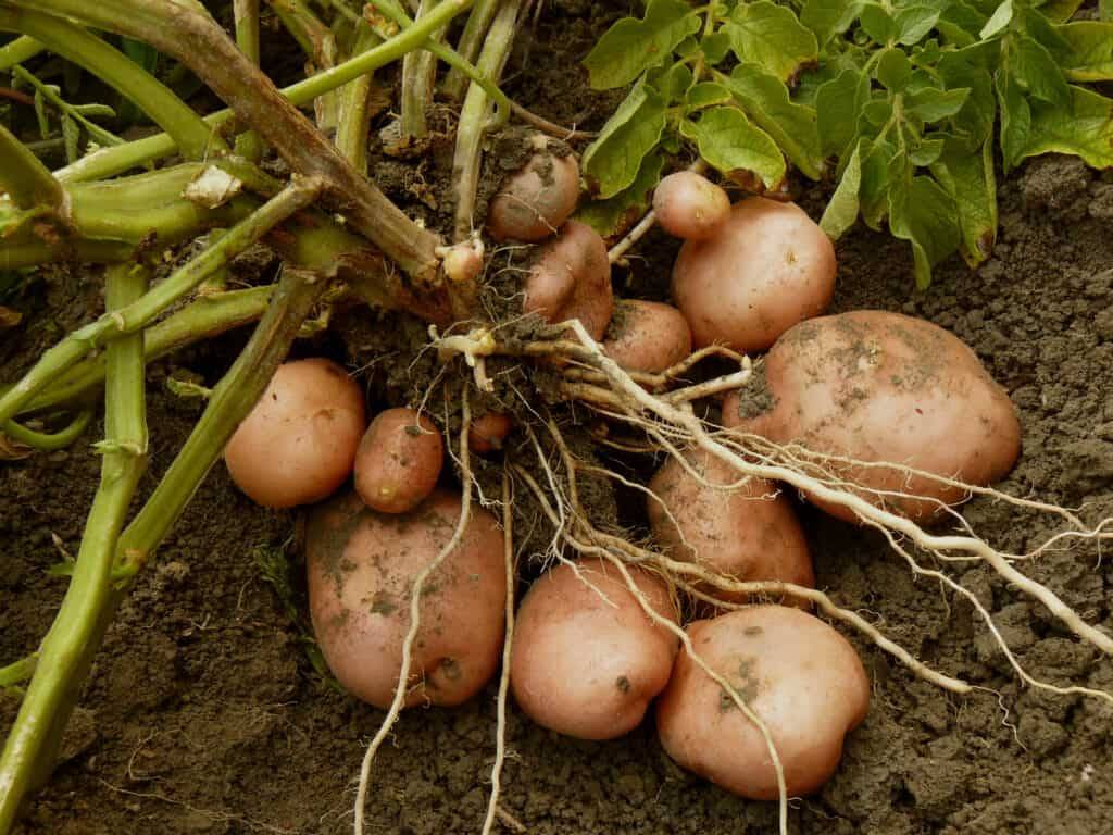 کود k60 برای سیب زمینی