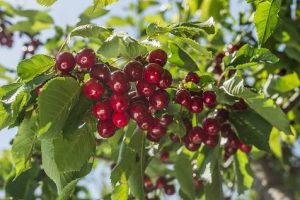 کود k60 برای درخت گیلاس