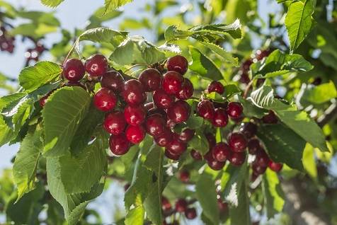 کود k60 برای درخت گیلاس
