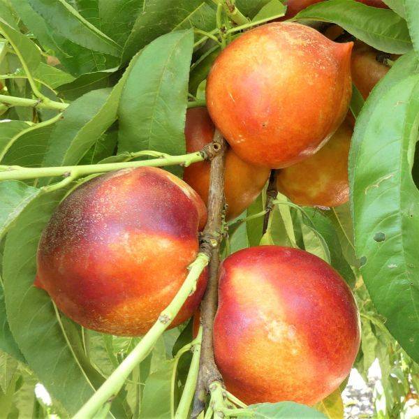 کود 36 12 12 برای درخت شلیل