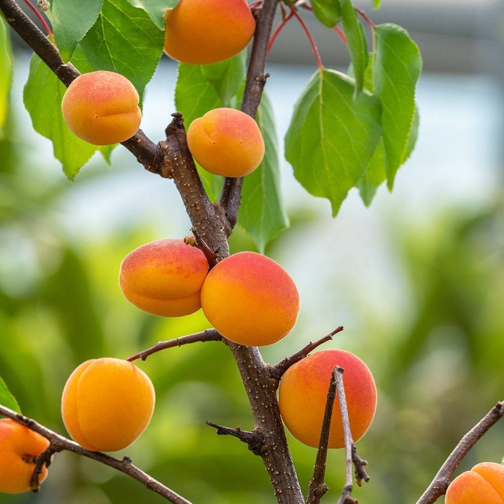 کود 12 12 36 برای درخت زردآلو