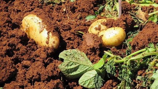 کود آهن برای سیب زمینی