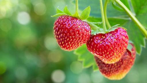 کود 12 12 36 برای توت فرنگی