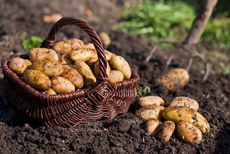 کود k60 برای سیب زمینی