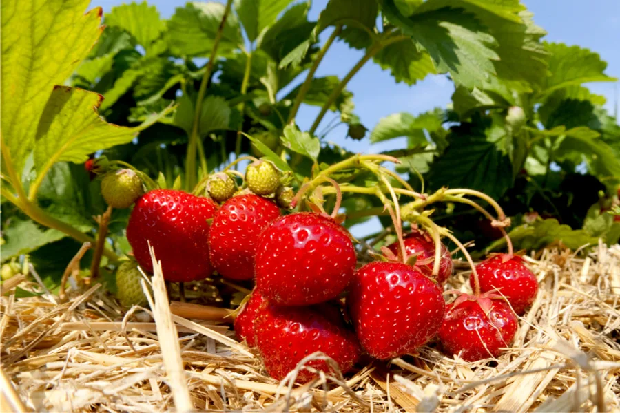 کود 12 12 36 برای توت فرنگی