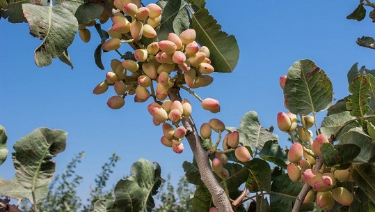 کود 10 52 10 برای درخت پسته