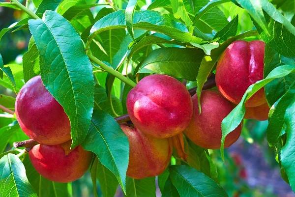 کود k60 برای درخت شلیل