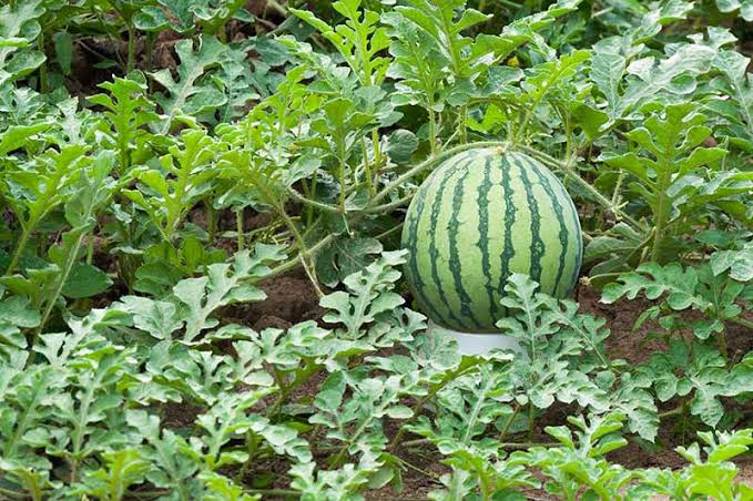 کود مخصوص و مناسب برای هندوانه