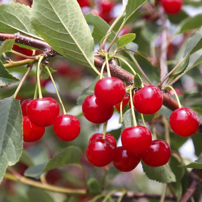 کود 36 12 12 برای درخت آلبالو