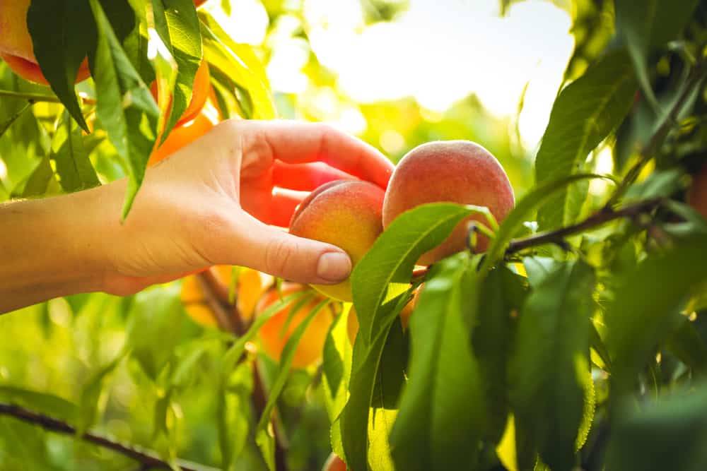کود آهن برای درخت هلو