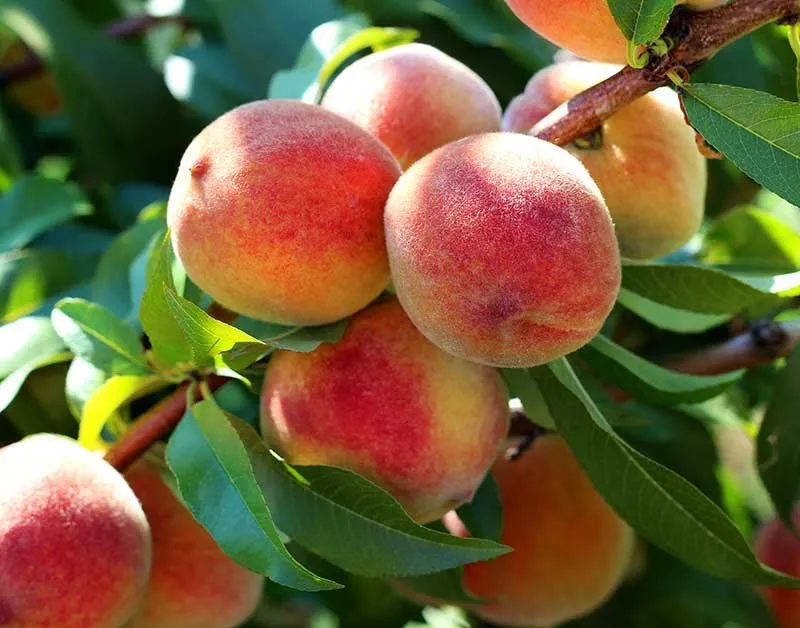 کمبودهای درخت هلو