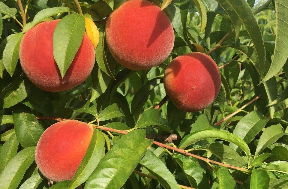 کمبودهای درخت هلو