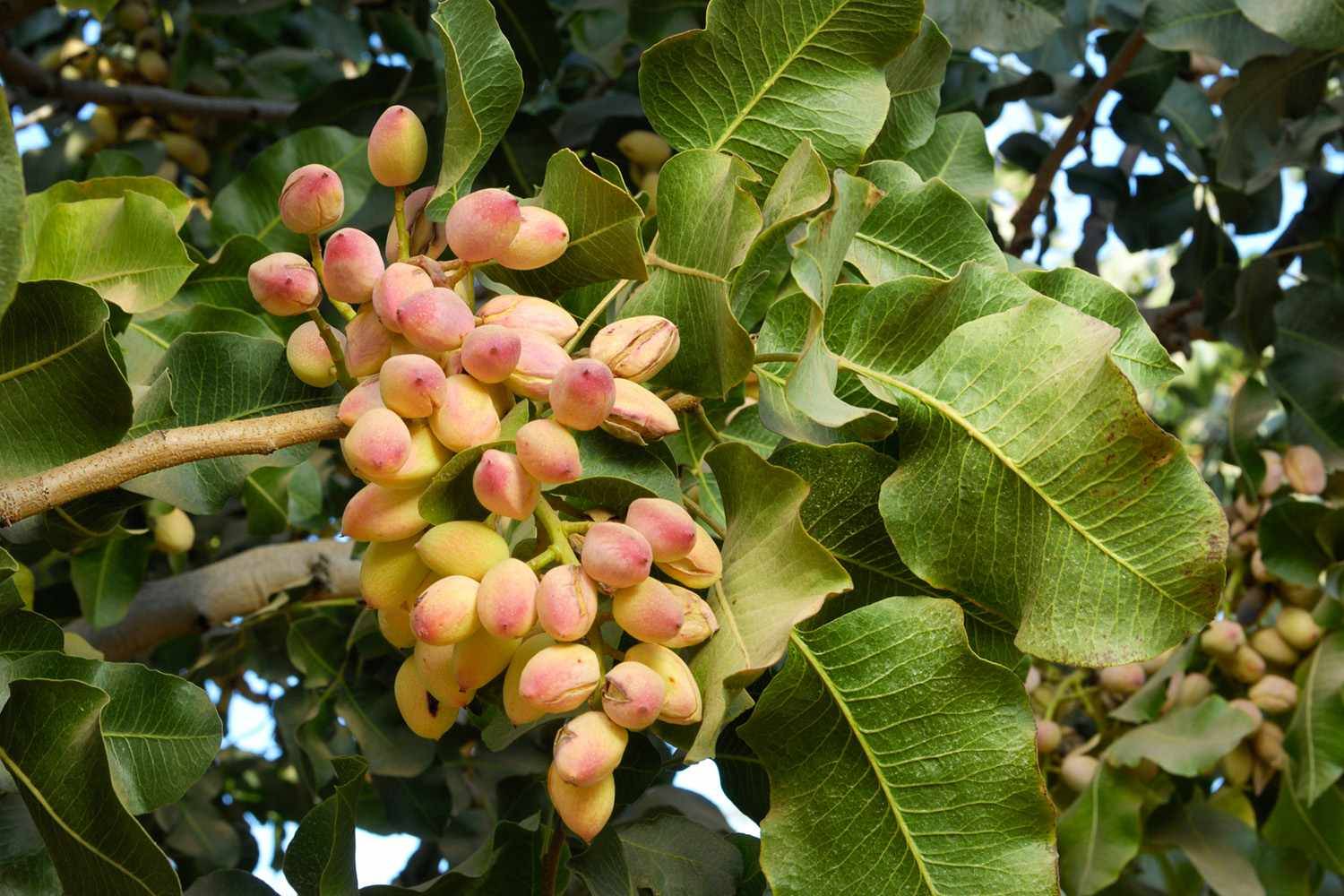 کود 36 12 12 برای درخت پسته