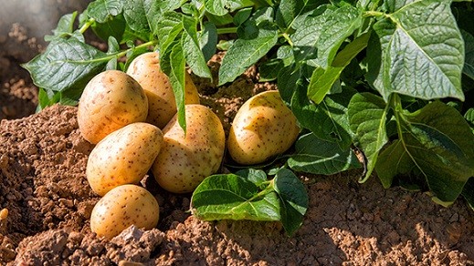 محلول پاشی کود اوره برای سیب زمینی