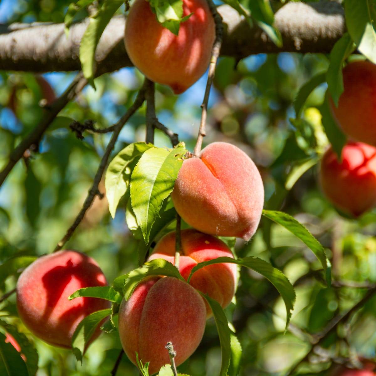 کمبودهای درخت هلو