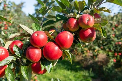 کود 36 12 12 برای درخت سیب
