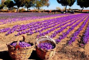 کود جلبک دریایی برای زعفران