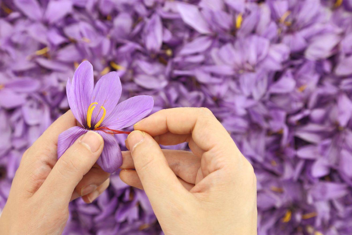 برداشت زعفران در استهبان
