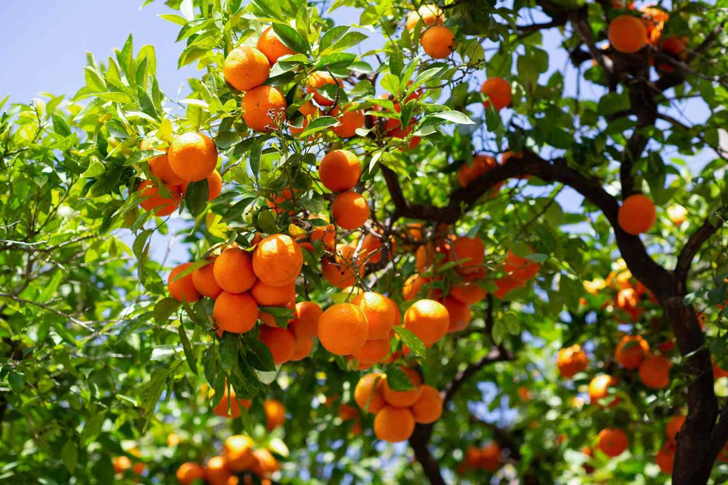 کود 36 12 12 برای درخت پرتقال