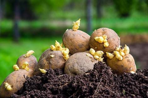 کود گوگرد برای سیب زمینی