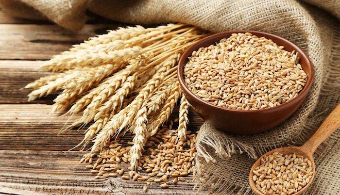 استفاده از کود k60 برای گندم