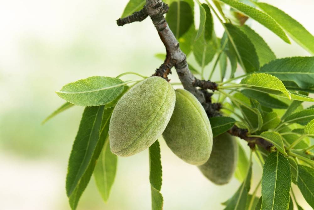 کود k60 برای درخت چاقاله بادام