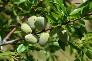 جلبک دریایی برای درخت بادام
