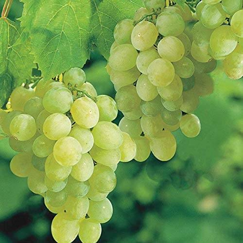 سیلیکات پتاسیم 70 درصد شوک برای انگور
