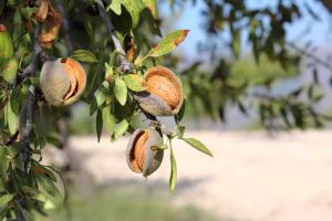 کود 10 52 10 برای درخت بادام