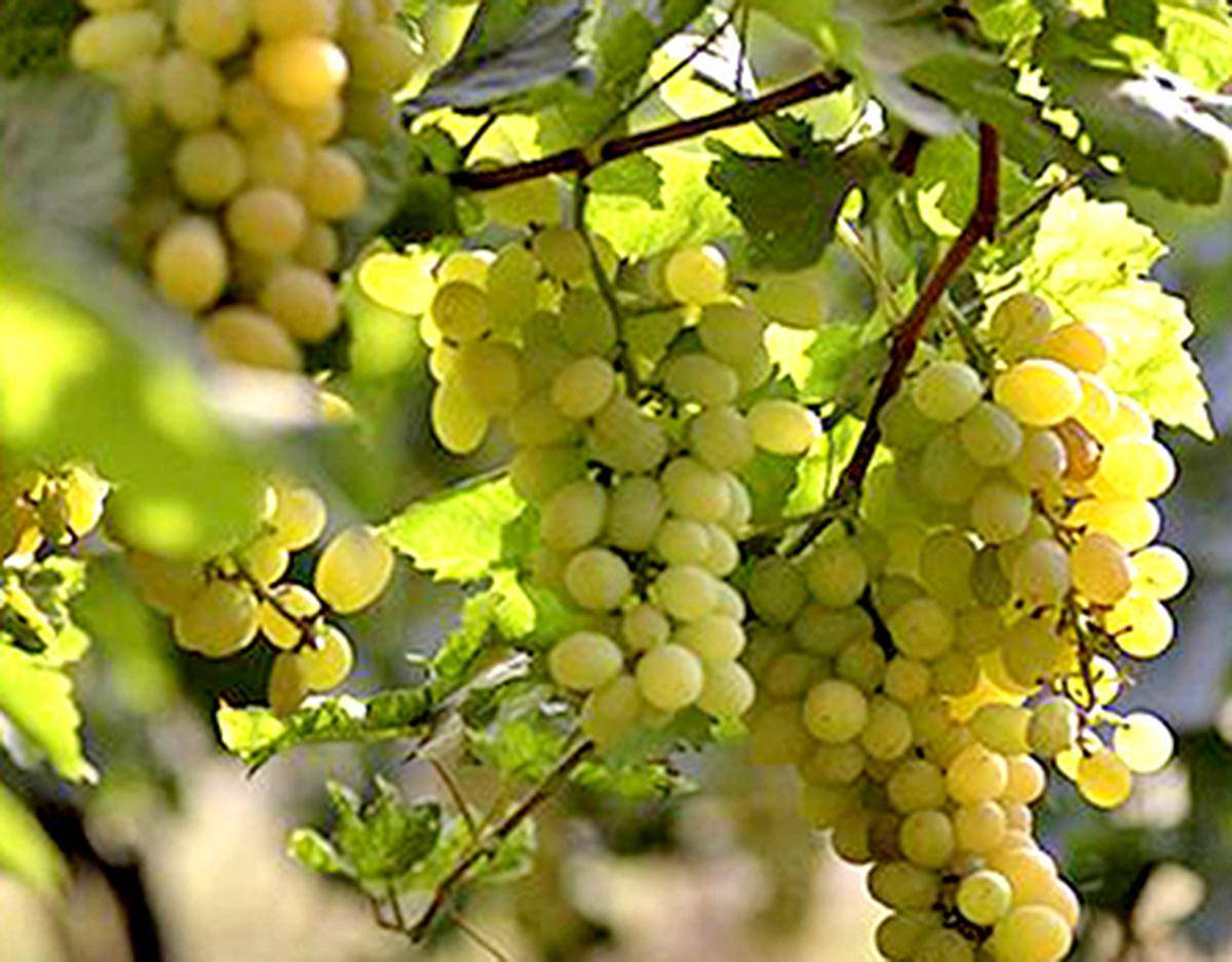 کود 10 52 10 برای درخت انگور
