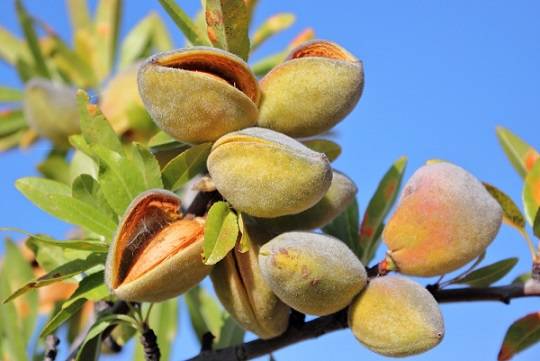 کود 10 52 10 برای درخت بادام