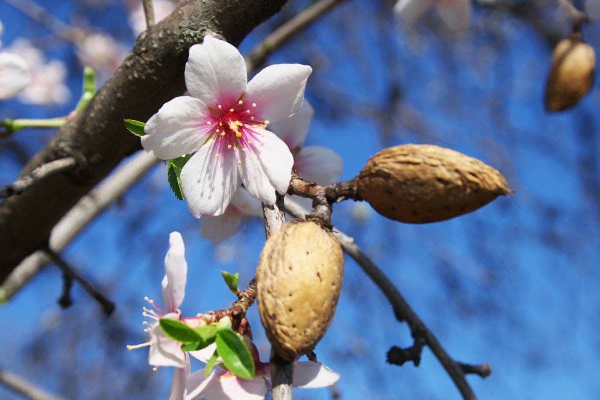 کود 10 52 10 برای درخت بادام