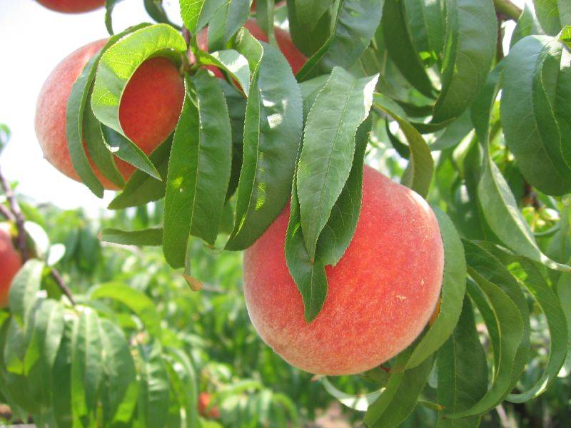 سیلیکات پتاسیم 70 درصد شوک برای هلو