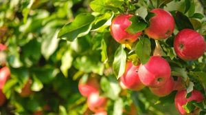 هیومیک اسید مخصوص درخت سیب