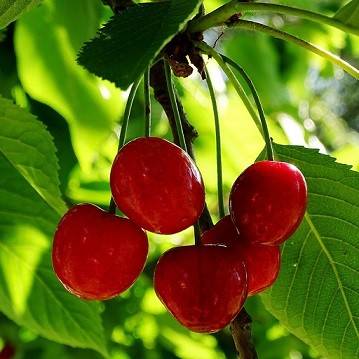  سیلیکات پتاسیم ۷۰ درصد شوک برای آلبالو